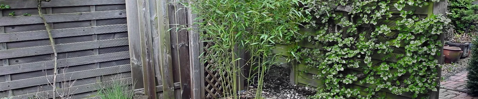 Bambus - Einpflanzen im Garten (thumbnail)