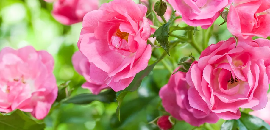 Rosa 'Rose de Resht' (GS529496.jpg)