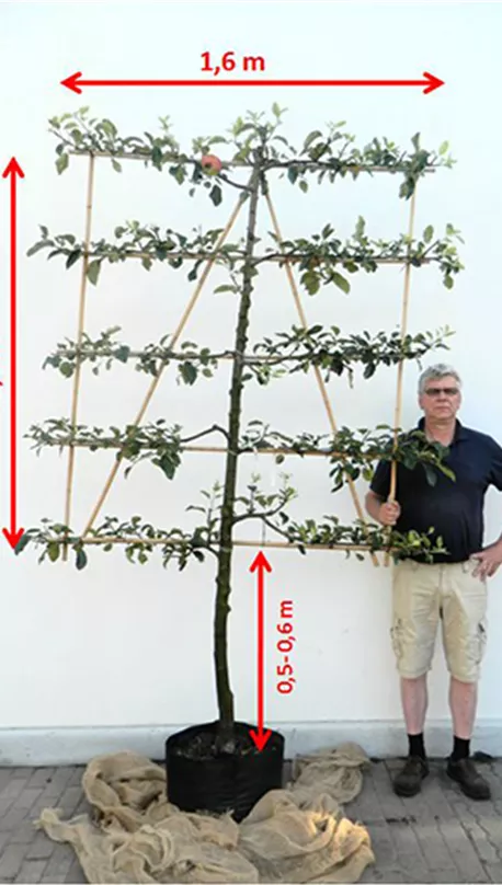 5-Etagen-Spalierbaum.jpg