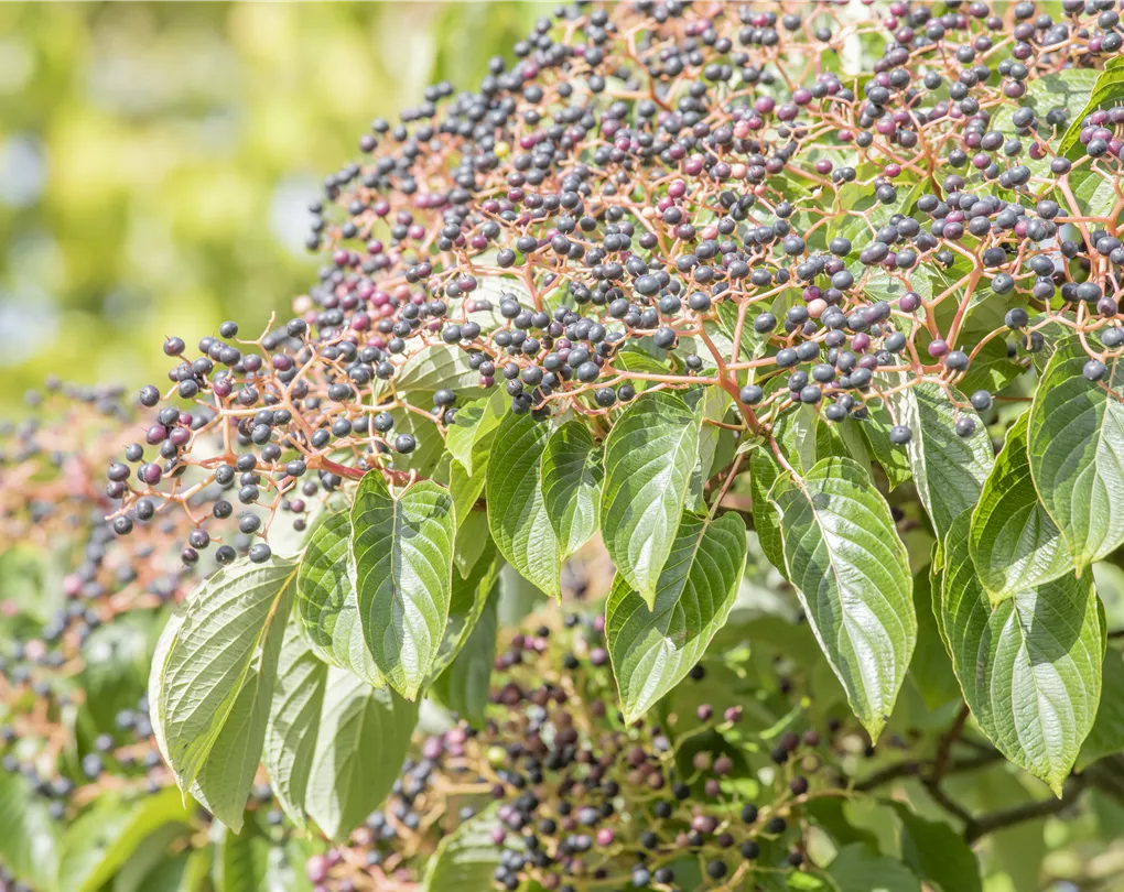 cornus controversa pagoden hartriegel giesebrecht kg