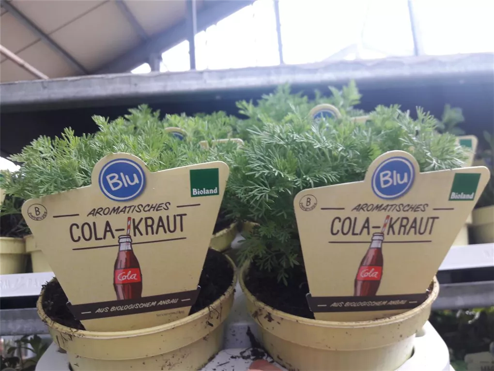 Bio-Cola-Kraut, Artemisia abrotanum var. Maritima - Giesebrecht KG