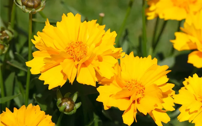 Die Sonne geht auf – Blumenbeet in Gelb und Orange