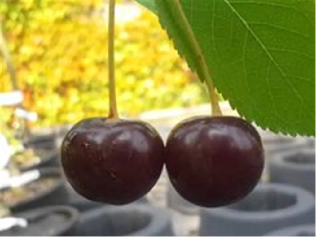 Prunus cer.\'Ungarische Traubige\' CAC, Sauerkirsche KG - Giesebrecht \'Ungarische Traubige