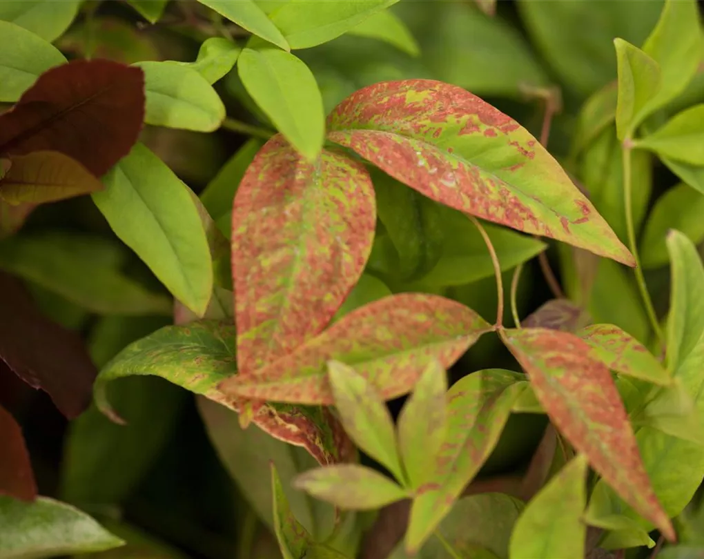 Nandina Feuerkraft Begleitpflanzen