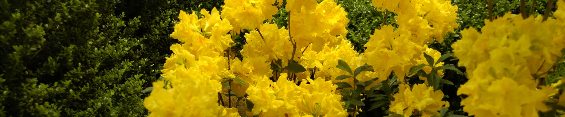 Rhododendron luteum 'Sun Chariot'