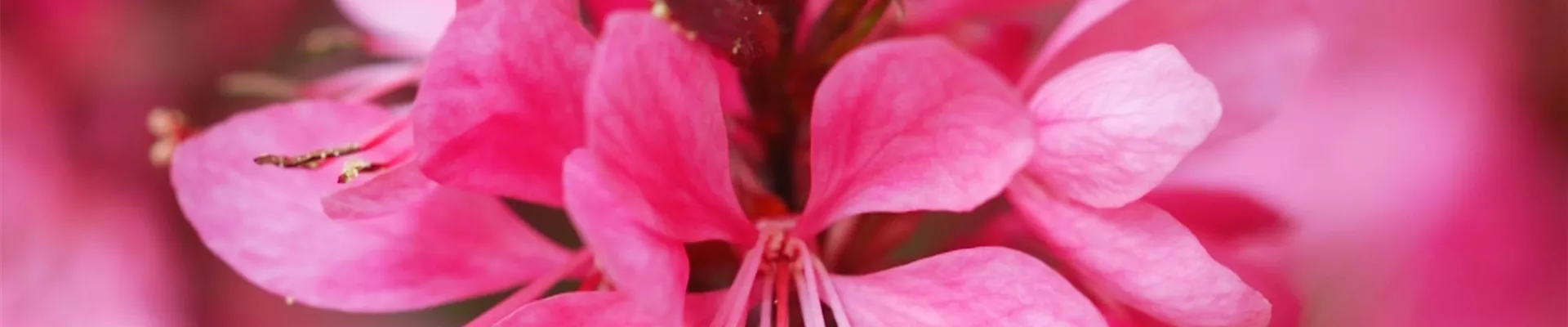 Prachtkerze - Einpflanzen im Garten (Thumbnail)