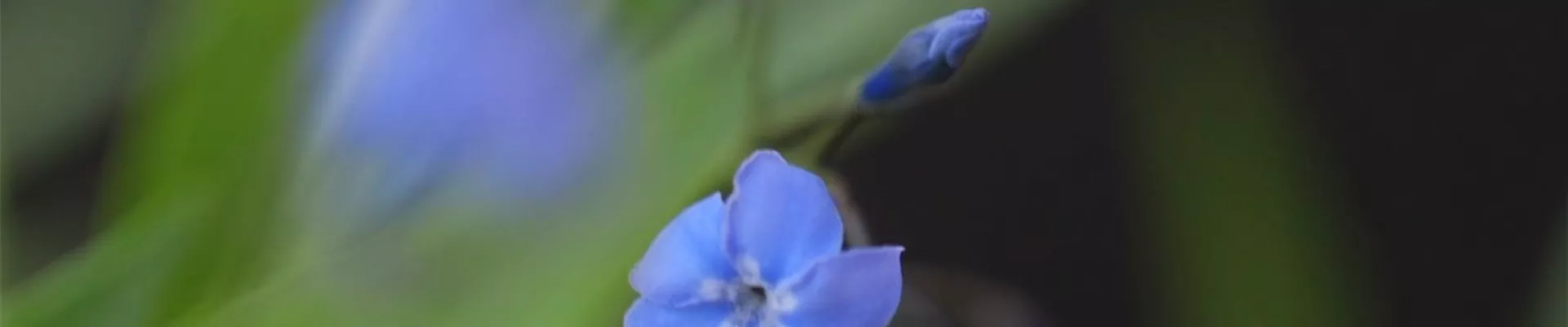 Texas Blaustern - Einpflanzen im Garten (Thumbnail)