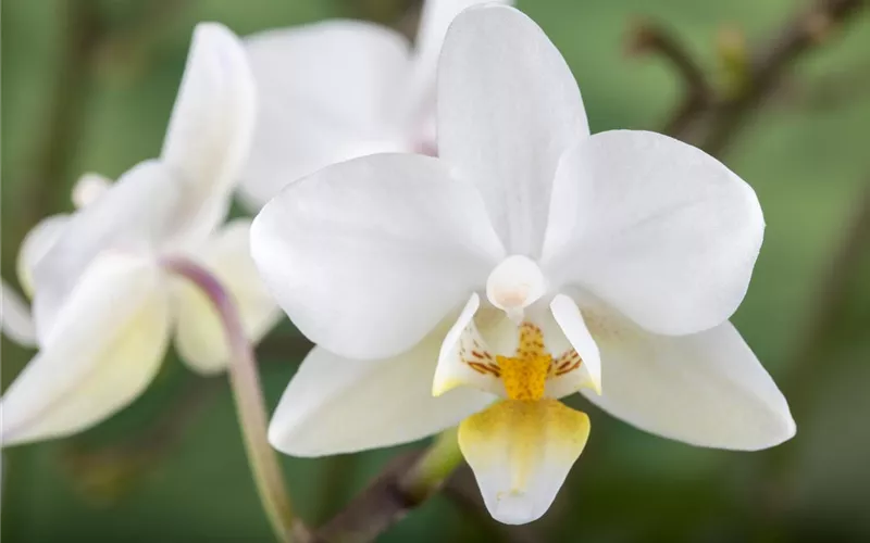 Die Königin der Zimmerpflanzen – Orchideen allgemein