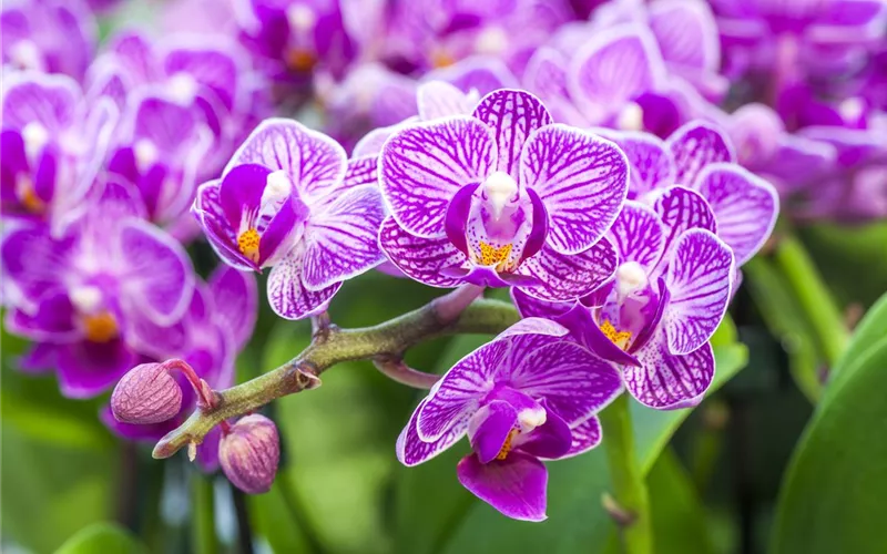 Die Königin der Zimmerpflanzen – Orchideen allgemein