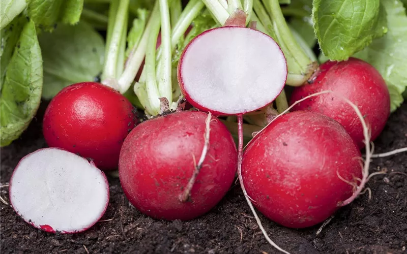 Frisches und leckeres Gemüse aus dem eigenen Garten