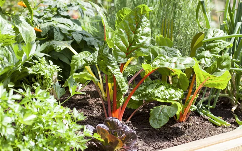 Frisches und leckeres Gemüse aus dem eigenen Garten