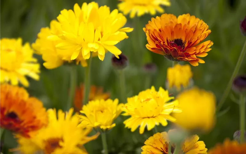 Der ganz große Stil im Garten - eine Anleitung für Menschen mit Liebe zu Effekten