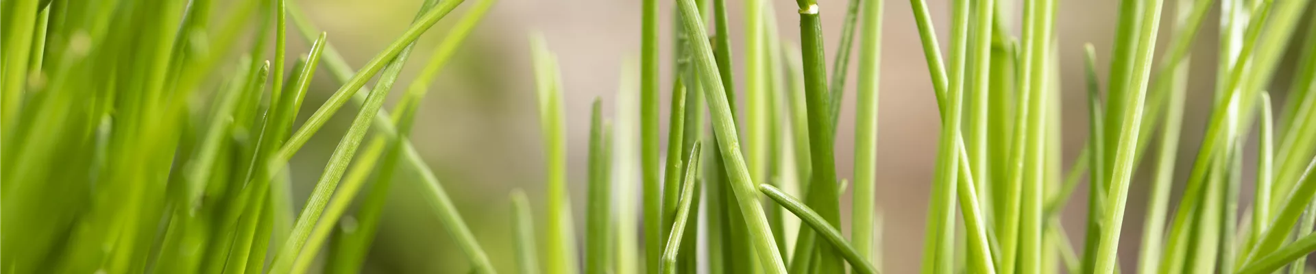 Allium schoenoprasum