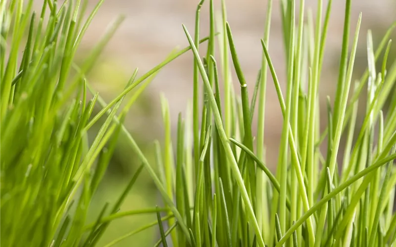 Kräuter schmücken jeden Garten