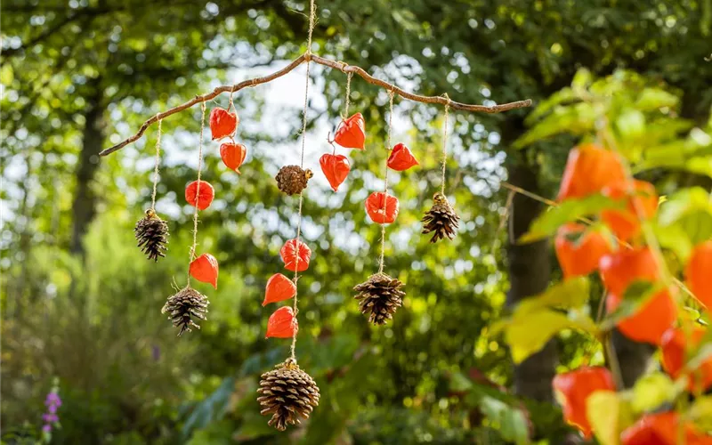 Ein herbstliches Windspiel aus Physalis und Tannenzapfen