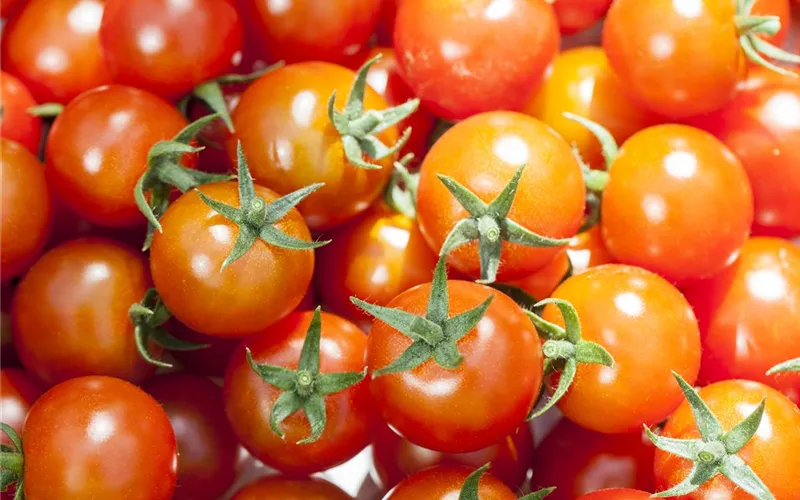 Die Tomate - Aroma, Schönheit und Genuss in eins