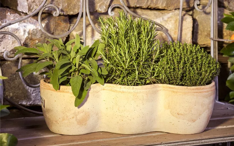 Mit Urban Gardening vom Balkon zur Kräuter-Oase