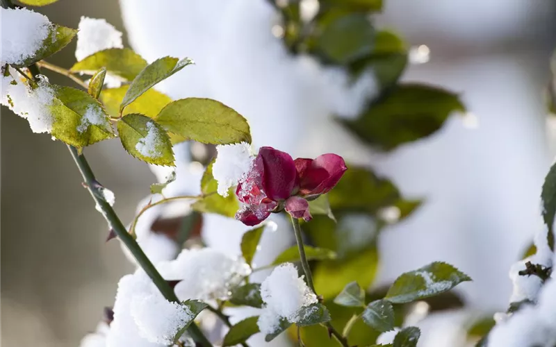 Rosenpflege – pflanzen, schneiden, düngen