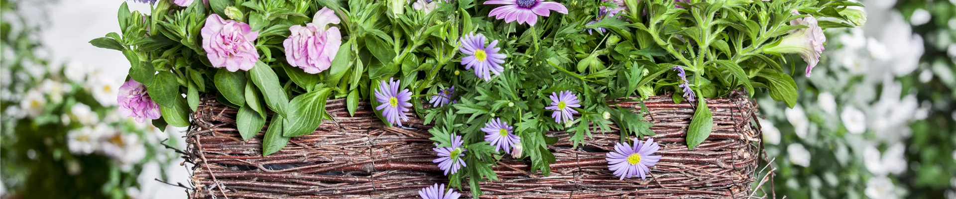 Osteospermum