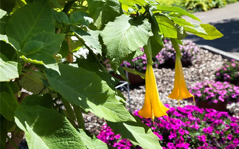 Exoten sorgen für besondere Hingucker im Garten