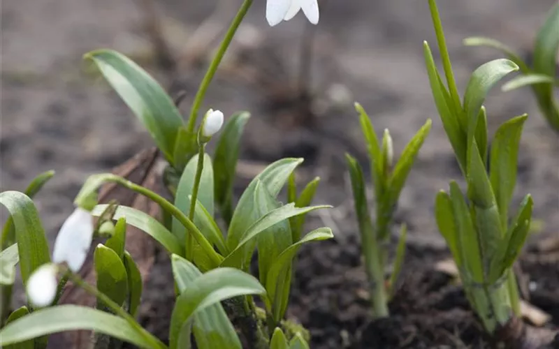 Schneeglöckchen pflanzen – Frühlingsboten im Garten