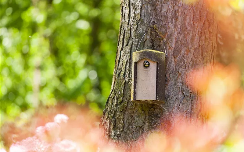 Diese Arbeiten sind jetzt im Garten noch nötig