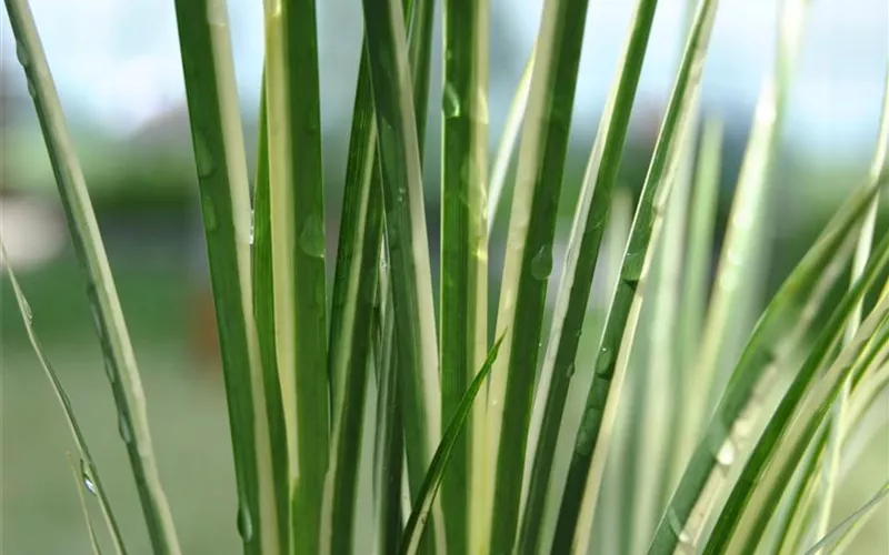 Diese Arbeiten sind jetzt im Garten noch nötig