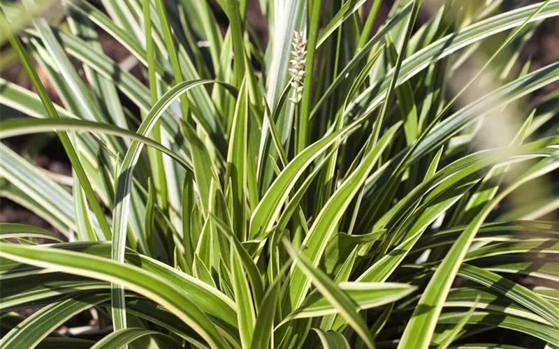 Diese Arbeiten sind jetzt im Garten noch nötig