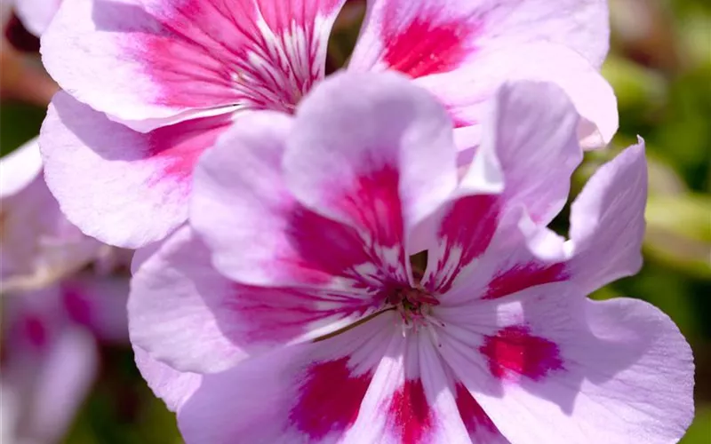 Winterschlaf für Geranien und Fuchsien