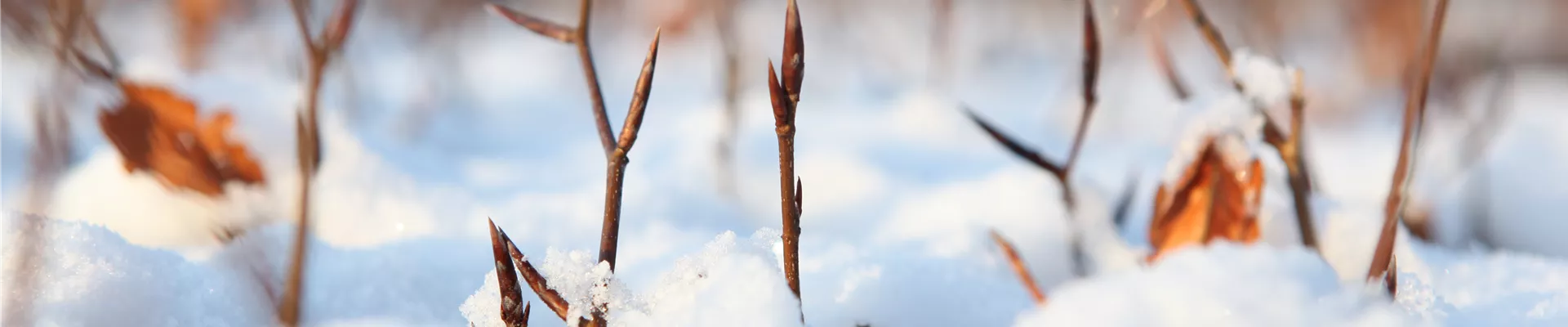 Winterhecke