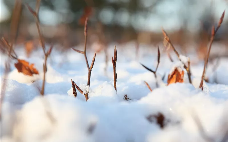 Den Garten winterfest machen