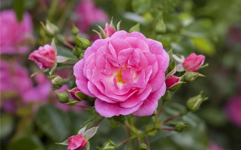 Historische Rosen – Schönheit mit einer langen Geschichte