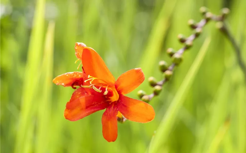 Das richtige Blumenbeet: eine Frage des Geschmacks