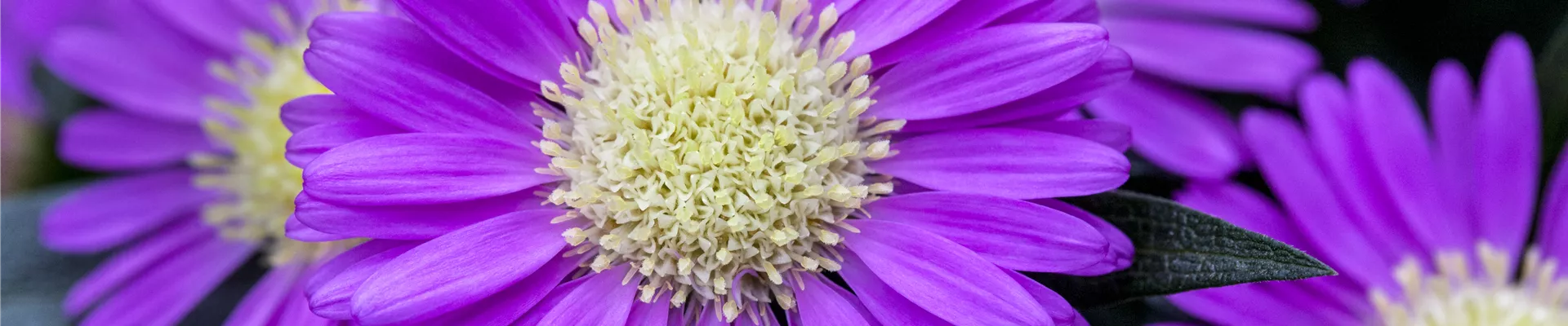 Chrysanthemum Tiara® 'Orchid Pink'