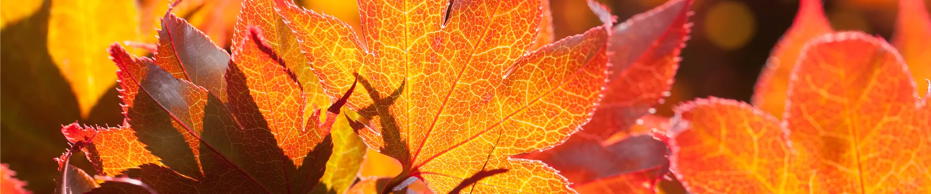 Acer palmatum 'Fireglow'