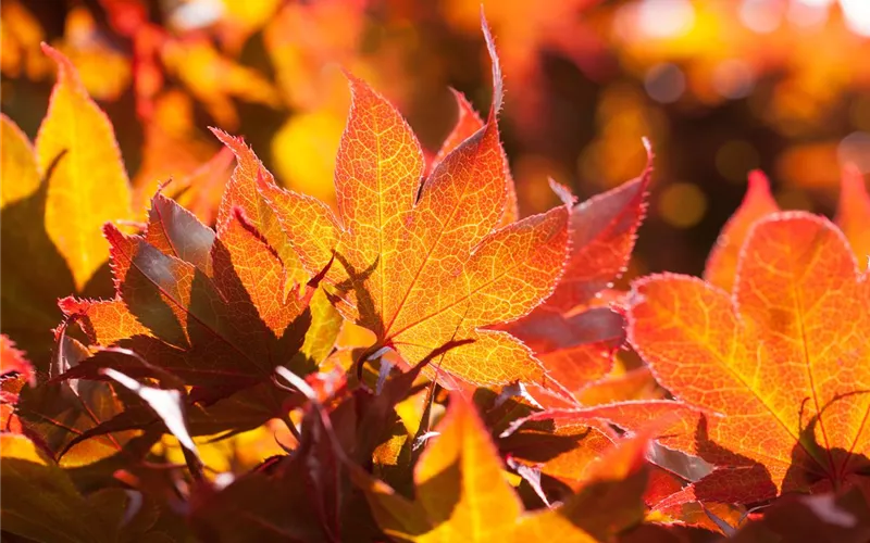 Der herbstliche Garten schön in Form