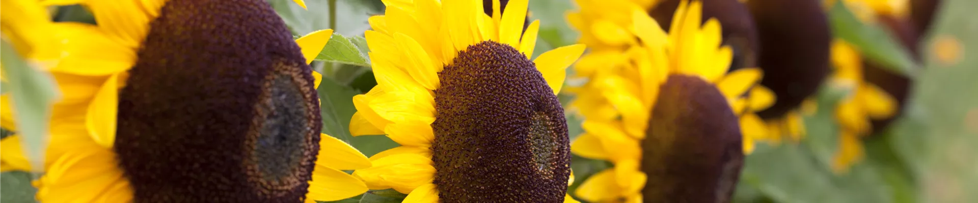 Helianthus annuus 'Big Smile'