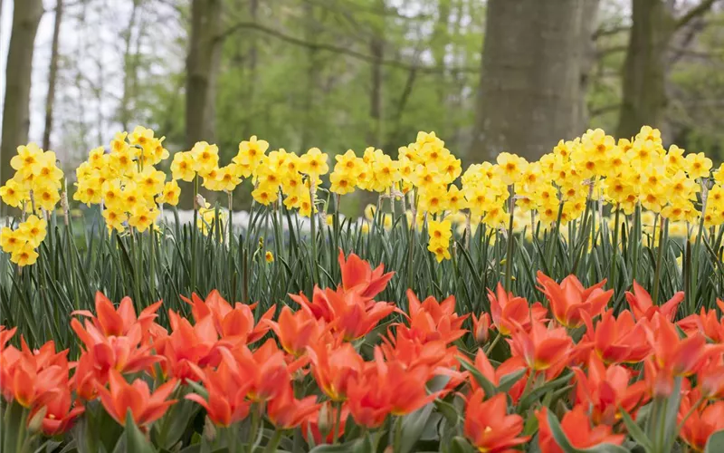 Blumenzwiebeln pflanzen im Garten