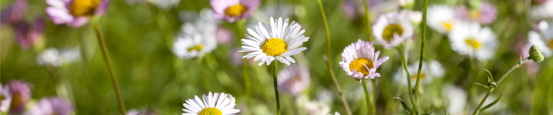 Bellis perennis