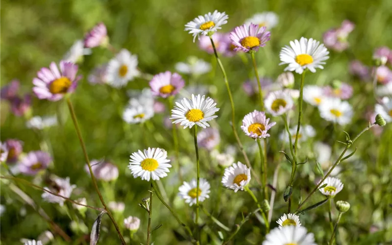 Die heilende Wirkung von Gänseblümchen