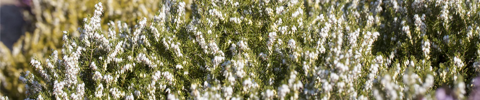 Erica darleyensis 'White Perfection'