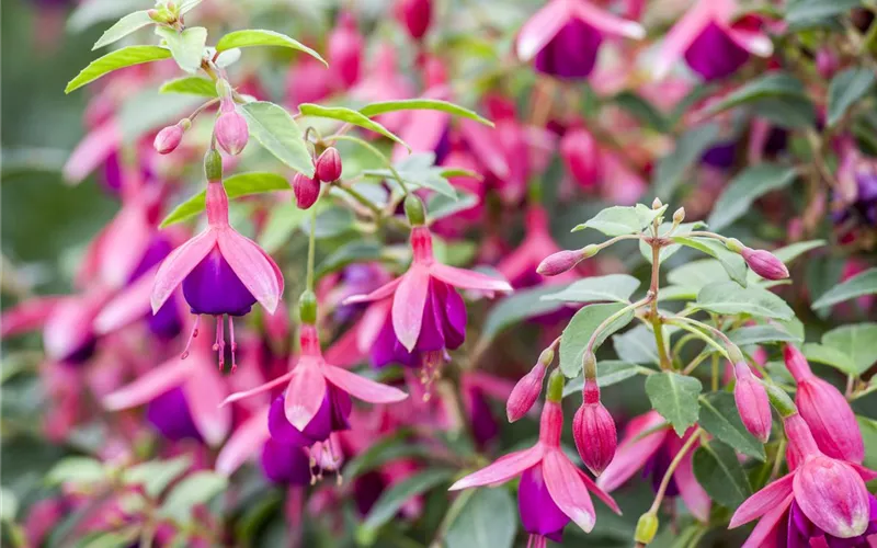 Fuchsien als Blickfang