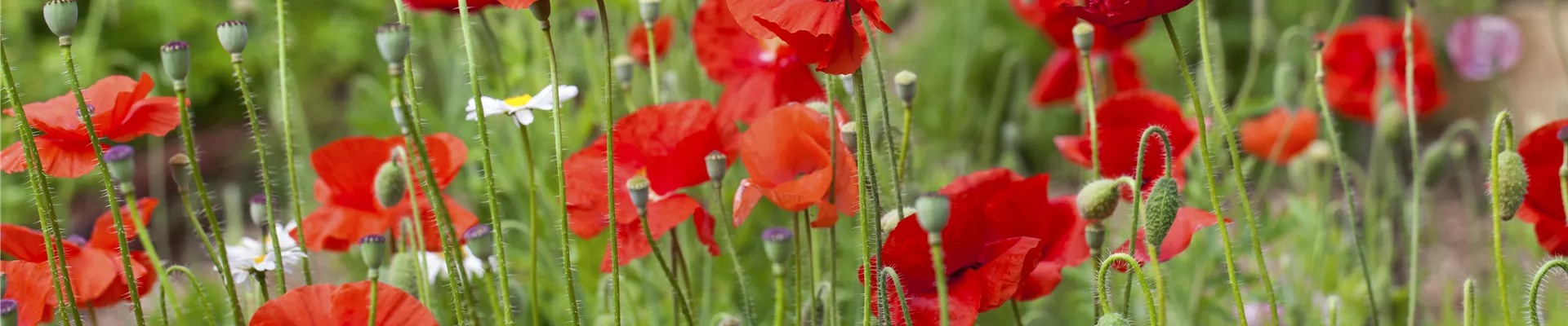 Papaver rhoeas