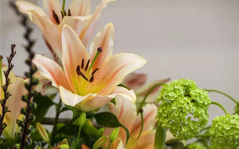 Lilien – Königinnen im Garten