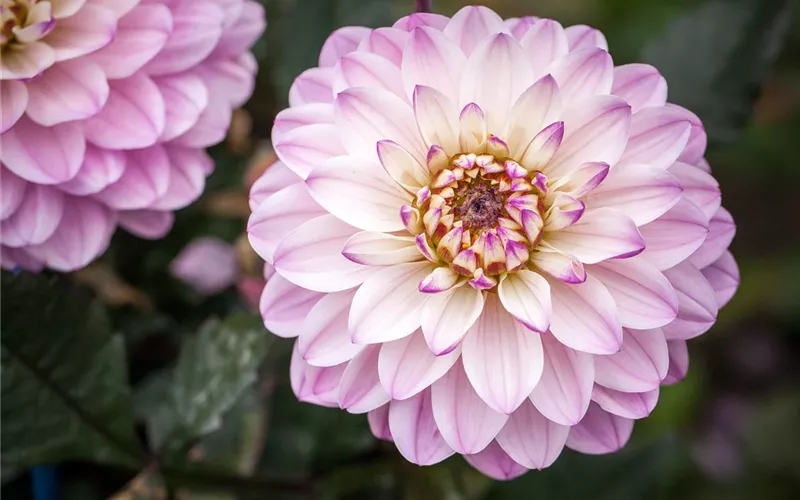 Bunter Frühling mit Blumenzwiebel und Co. – eine Übersicht