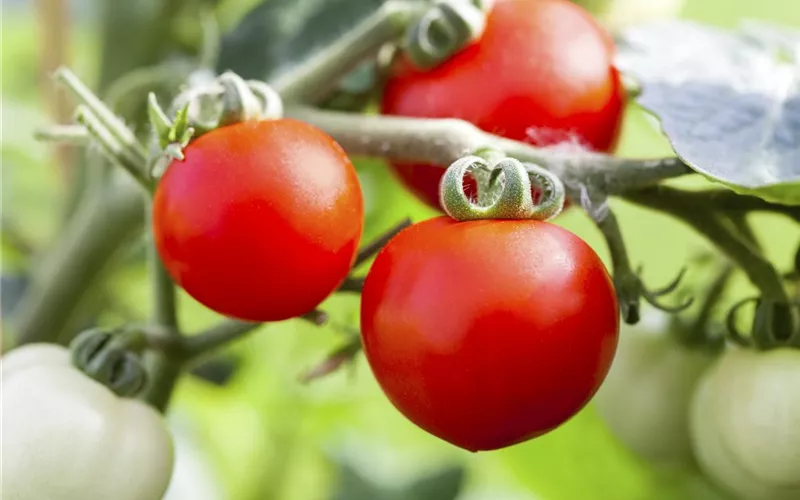 Tomatenrausch - So gelingen Anzucht, Kultur und Ernte