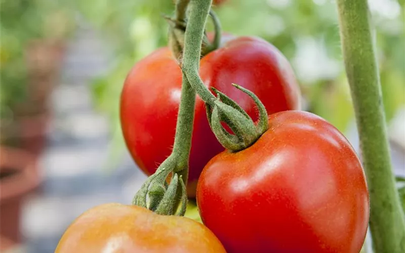 Tomatenrausch - So gelingen Anzucht, Kultur und Ernte