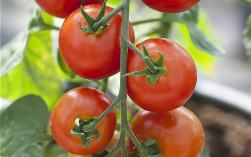 Tomatenrausch - So gelingen Anzucht, Kultur und Ernte