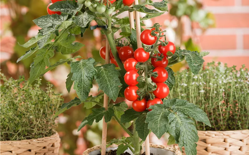 Tomatenrausch - So gelingen Anzucht, Kultur und Ernte