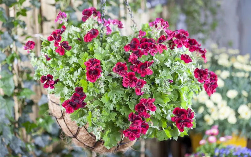 Bereit für den Sommer – Balkon und Garten blühen richtig auf